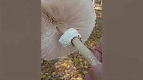 😍Самый настоящий Грибной Зонтик ..