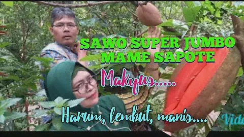 SAWO SUPER JUMBO MAMEY SAPOTE
