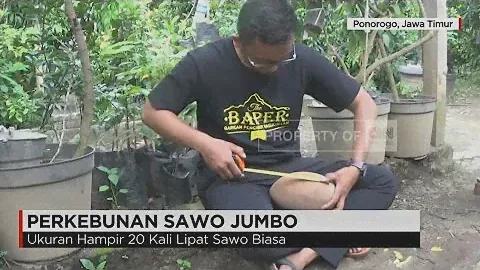 Sawo Super Jumbo Asal Ponorogo dengan Berat 3 Kg